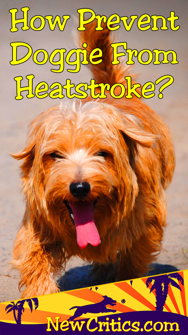 Dog Heatstroke