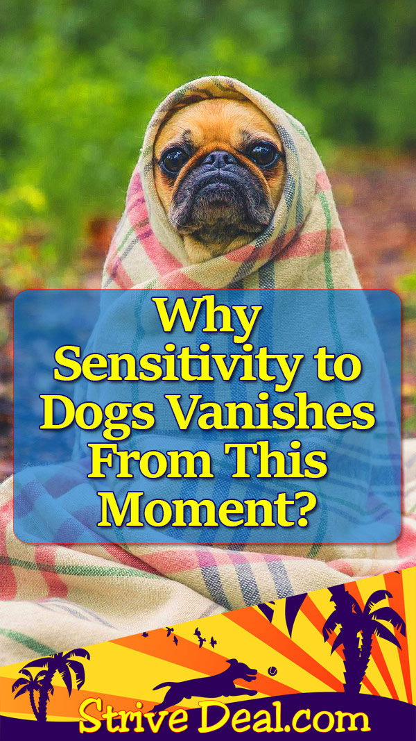 dog-sensitivity