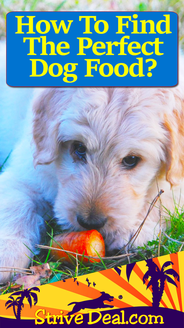 perfect-dog-food