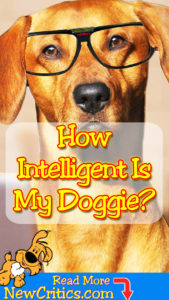 dog-intelligent