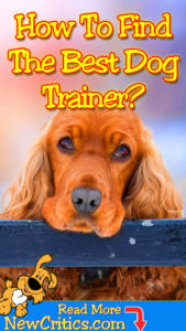 dog-trainer