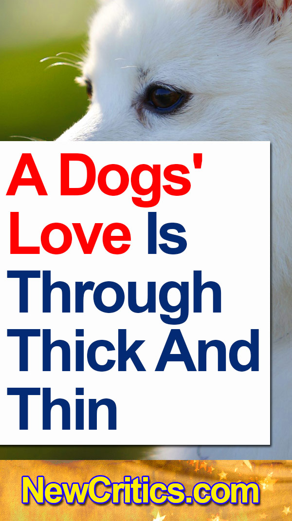 A dogs Love