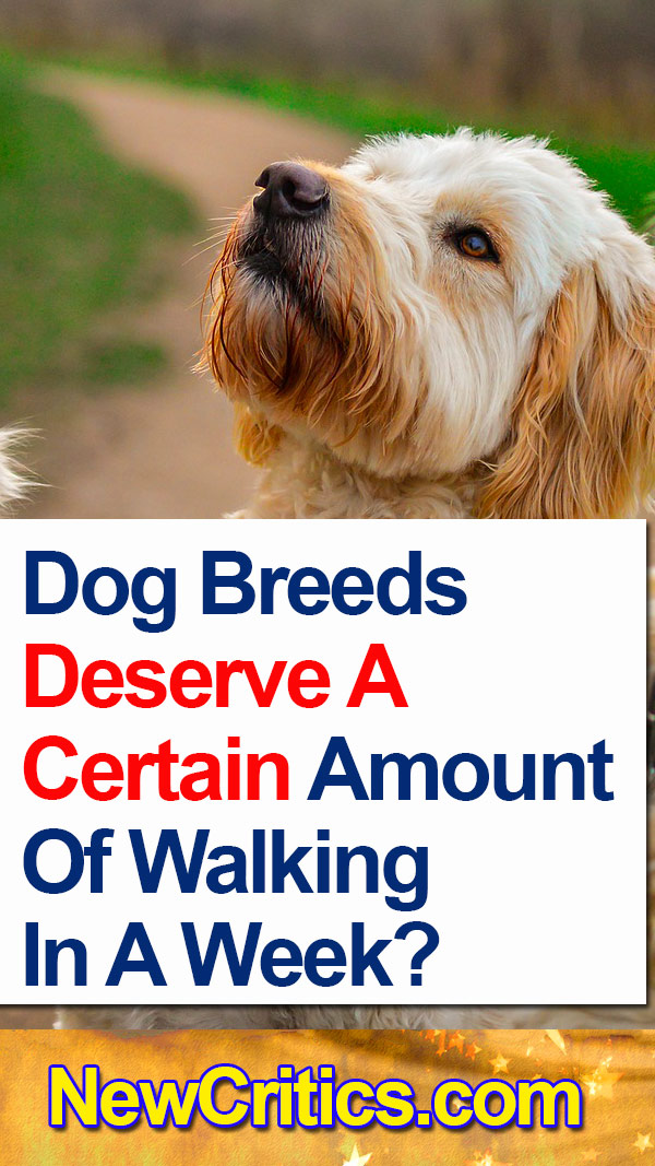 Dog Breeds 🐕 Deserve A Certain Amount Of Walking In A Week?