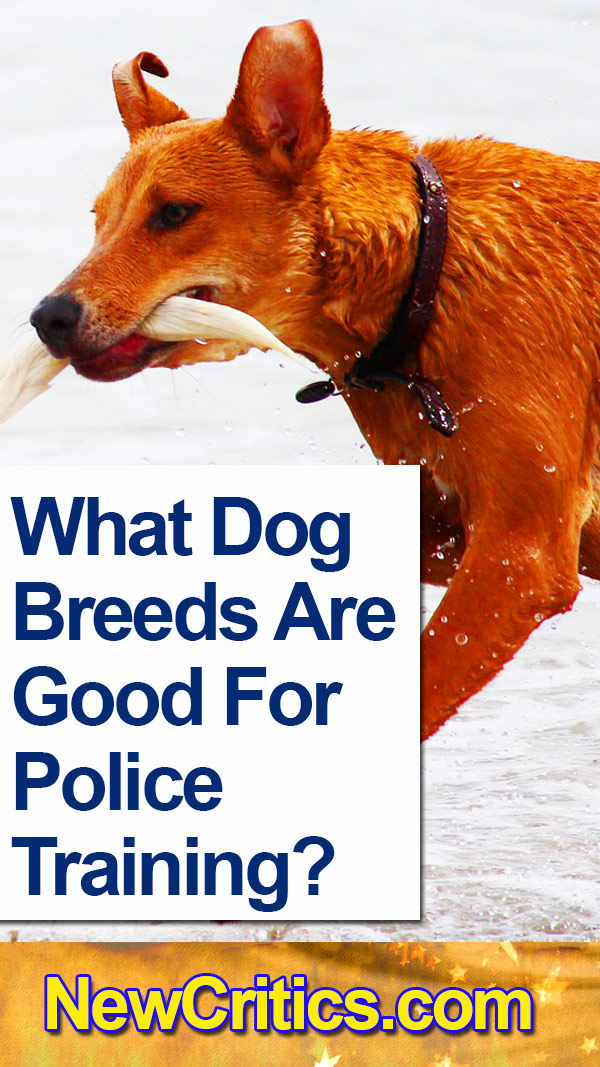 Dog Breeds Are Good For Police