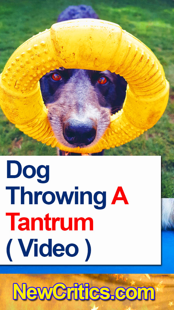 Dog Throwing A Tantrum ( Video )
