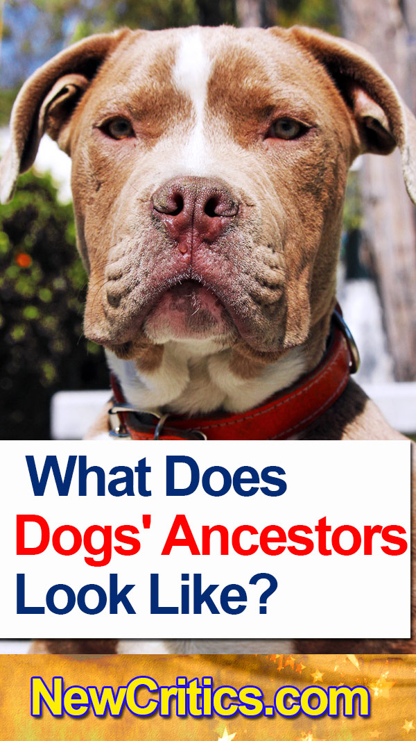 What Does 🐕 Dogs' Ancestors Look Like?