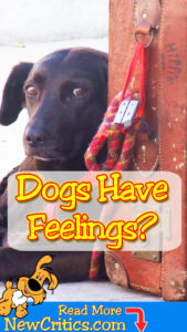Do Dogs ???? Really Have FEELINGS? ????