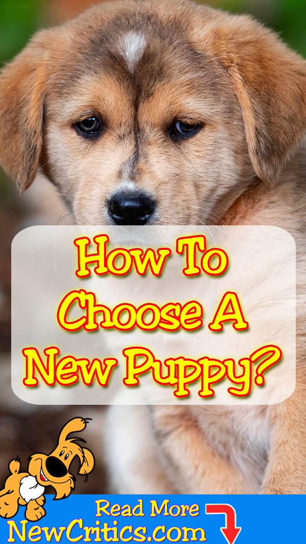 How Chose new Puppy