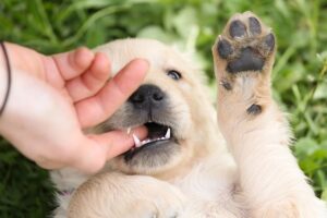Top 10 Canadian Dog Breeds List / Pixabay