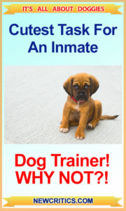 Dog-Trainer