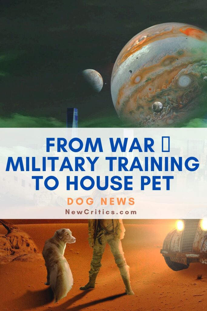 From Military Dog Training To House Pet