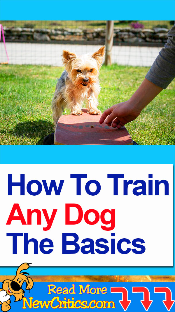 How to Train Any Dog the Basics