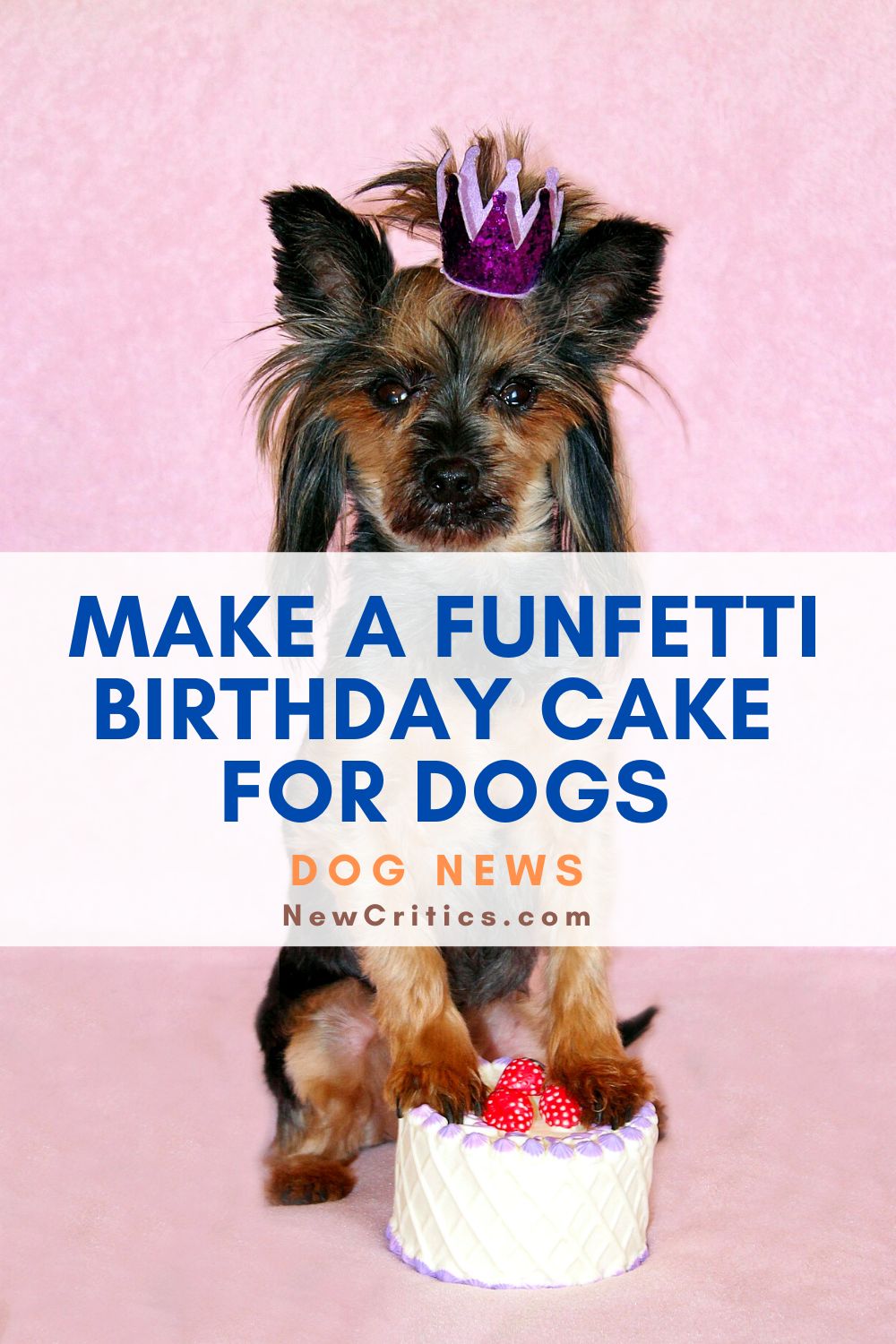 Make a FunFetti Birthday Cake For Dogs