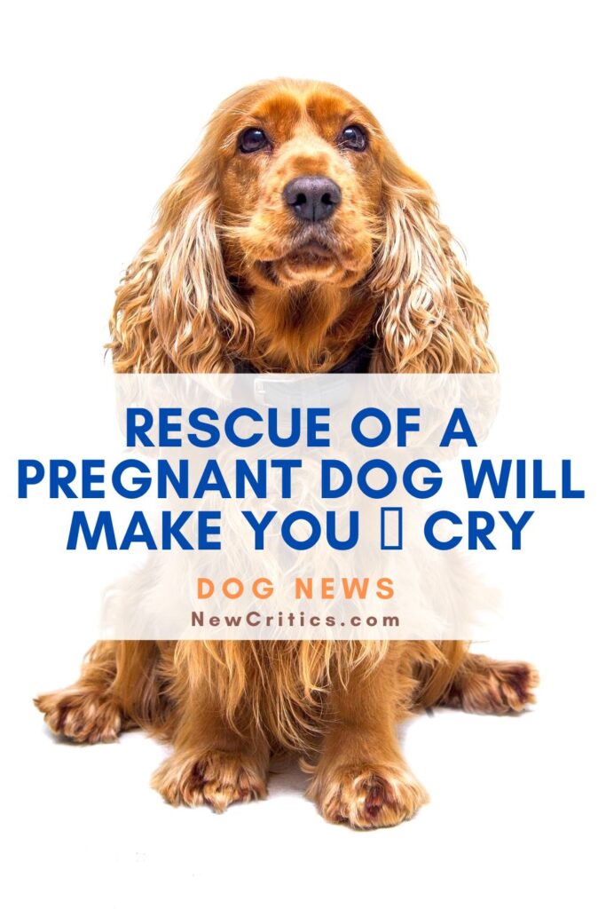 Rescue Of A Pregnant Dog Will Make You Cry