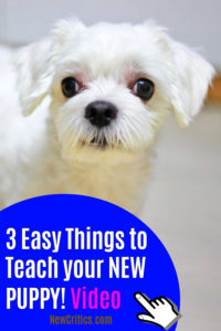 3 Easy Things To Teach Your Puppy