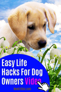 Easy Life Hacks For Dog Owners