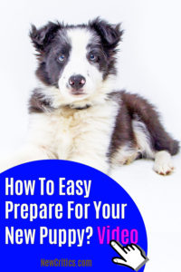 Prepared for your New Puppy