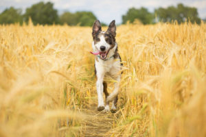 8 Very Healthy Dog Breeds