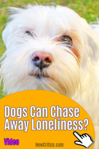 Dogs Can Chase Away Loneliness?