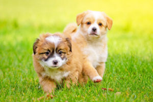 8 Most Affectionate Dog Breeds