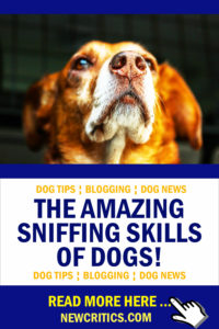 Sniffing-Dogs
