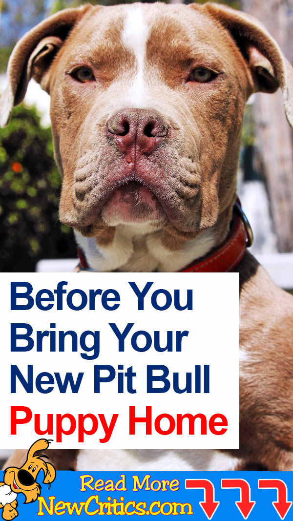 Before You Bring Your New Pit Bull Puppy Home