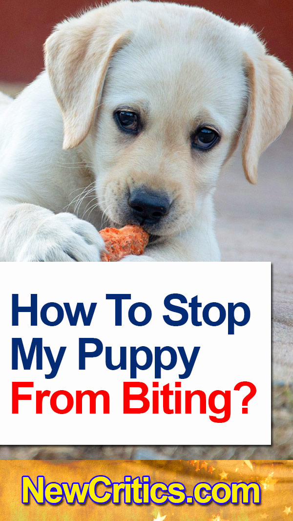 How To Stop My 🐕 Puppy From Biting?