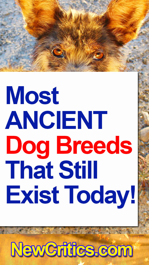 Most ANCIENT 🐶 Dog Breeds That Still Exist Today!