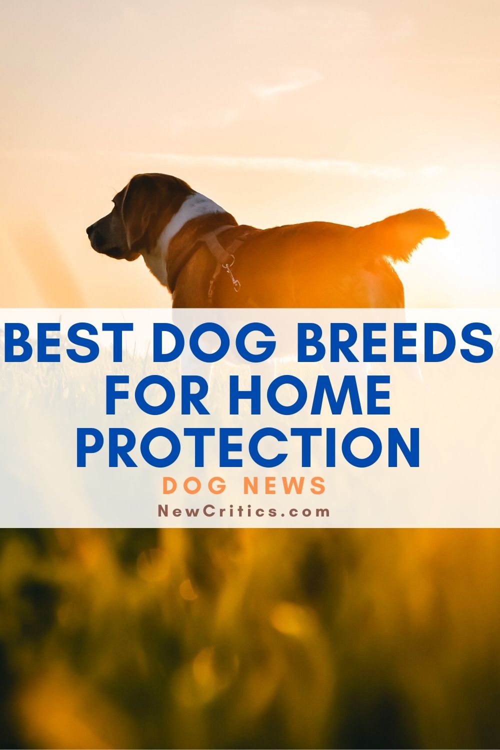 Best Dog Breeds For Home Protection