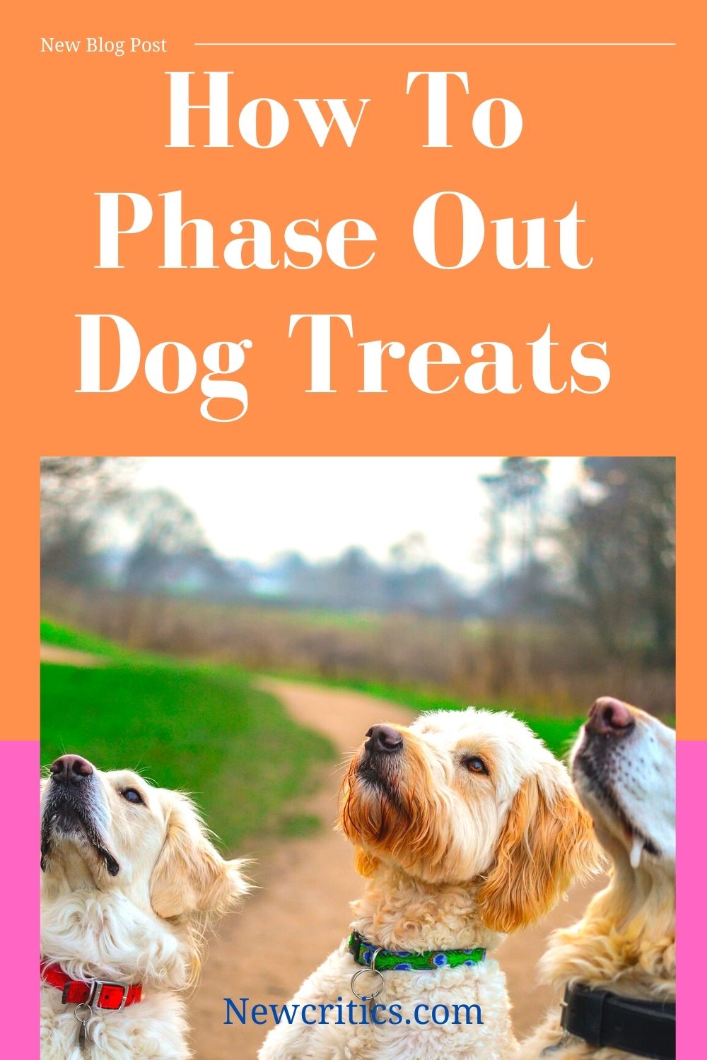 How To Phase Out Dog Treats 
