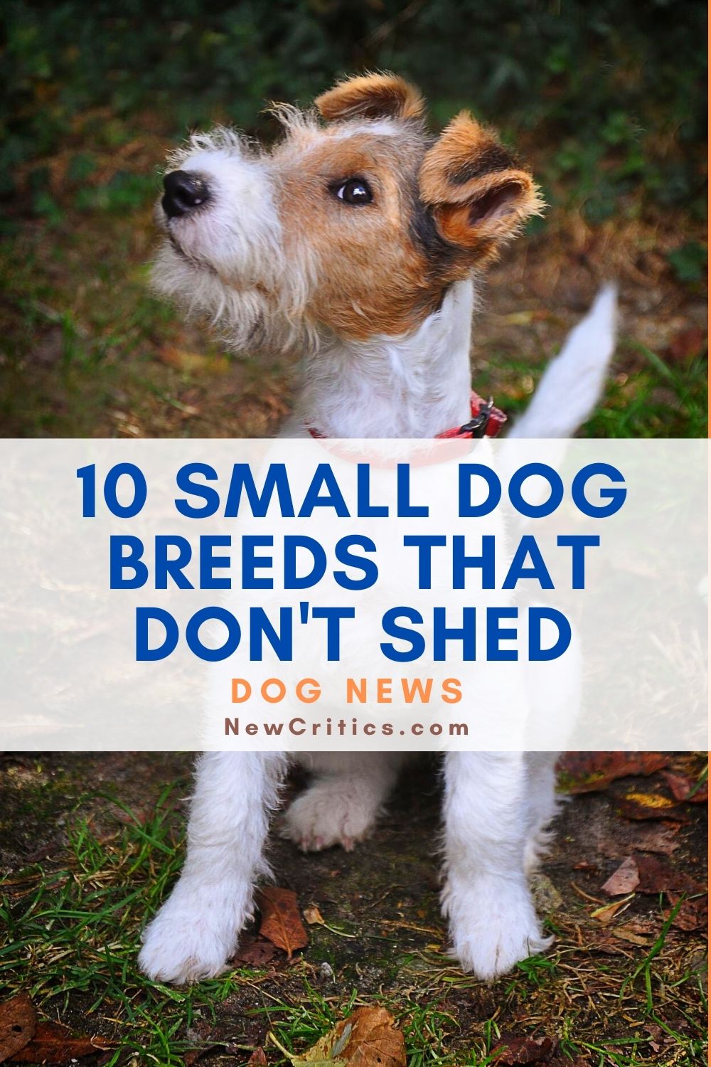 10 Small Dog Breeds That Don't Shed