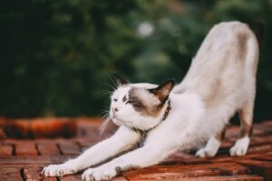 Kitten yoga at Sydney cat cafe / Pixabay