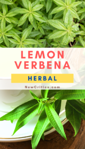 Lemon Verbena Herbal / Canva